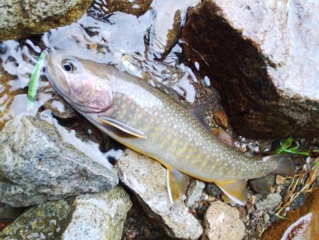 雪の残る渓流でイワナ爆釣 ～九頭竜川水系～…